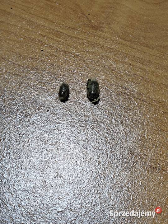 Murarka ogrodowa kokony zapylanie pszczoły Skoczów