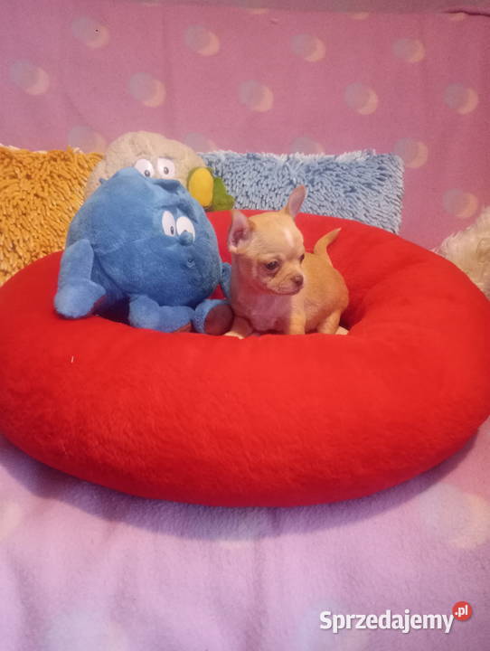 Chihuahua mini piesek morelowy Chihuahua Opole sprzedam