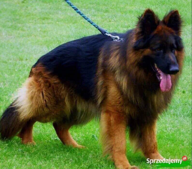 Owczarki Niemieckie Owczarek Niemiecki KLASA