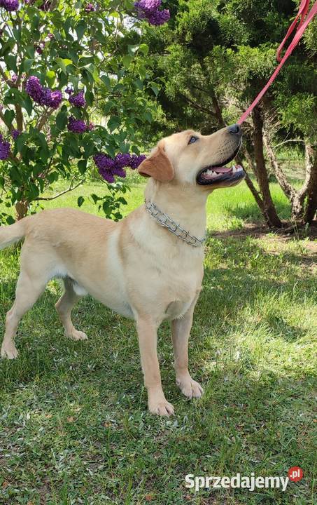 Labrador piękny pies Radom