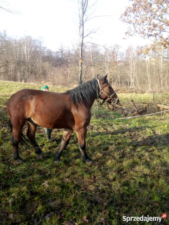 Sprzedam klacz Jasło sprzedam