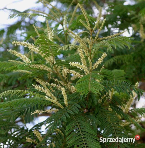 AKACJA SUMA Acacia suma NASIONA 100g Lubanie