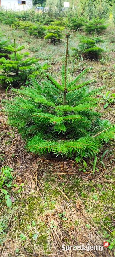 Drzewka iglaste do ogrodu Służewo-Pole