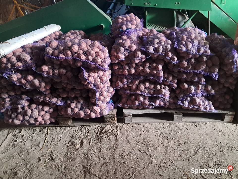 Ziemniaki jadalne Krasnystaw