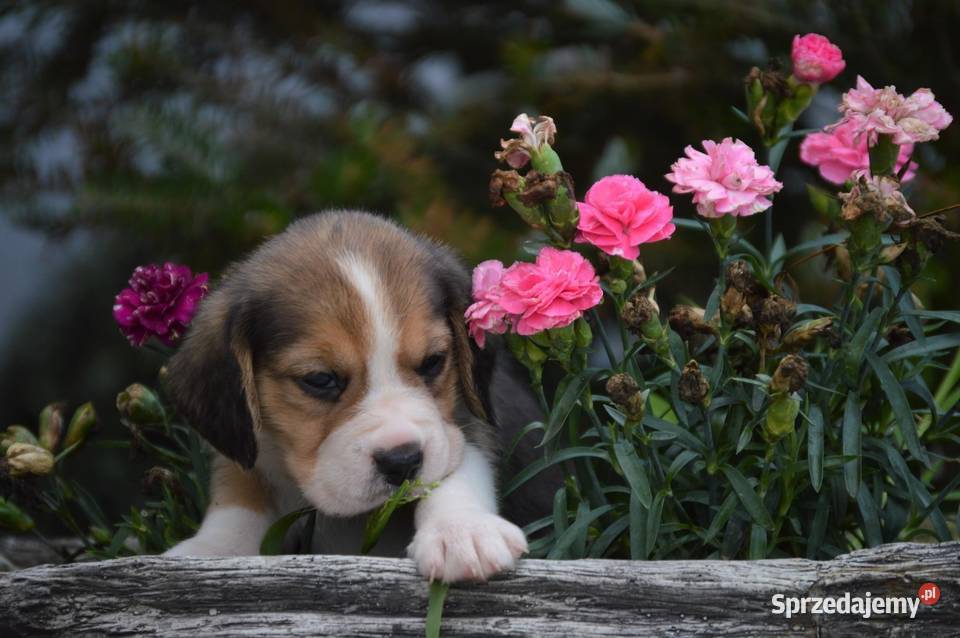 Beagle szczenięta rodowodowe z metryką zkwp Beagle Dębowa