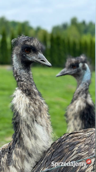 Sprzedam Emu Piwniczna-Zdrój