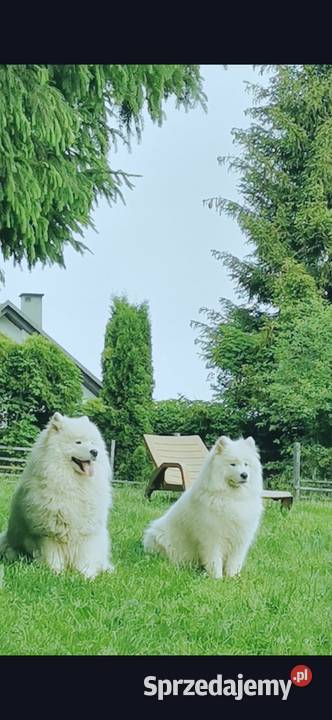 Samojed Samojedy FCI Stryszawa