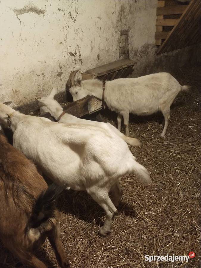 Kozy sanenskie mleczne zakocone Dębica