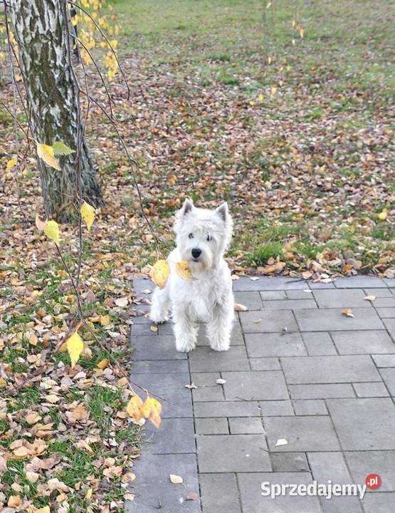 Piesek Championach West Highland White terrier Chrośla