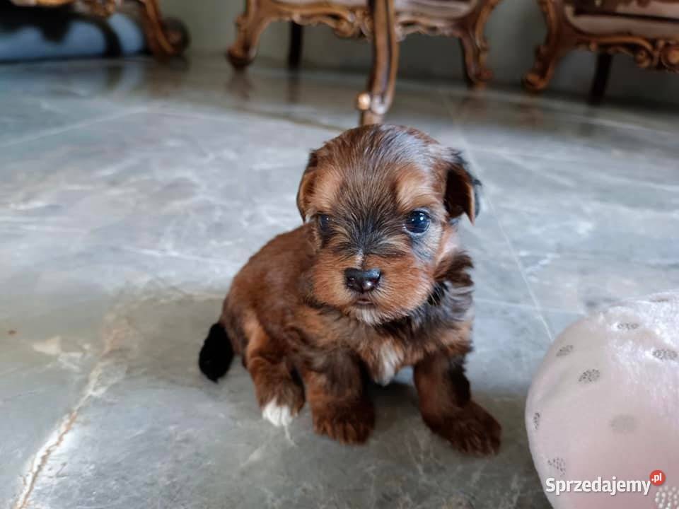 Hawańczyk szczenięta śliczne wyjątkowe kolory Uniejów