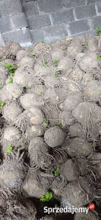 Seler na brudno Słomniki