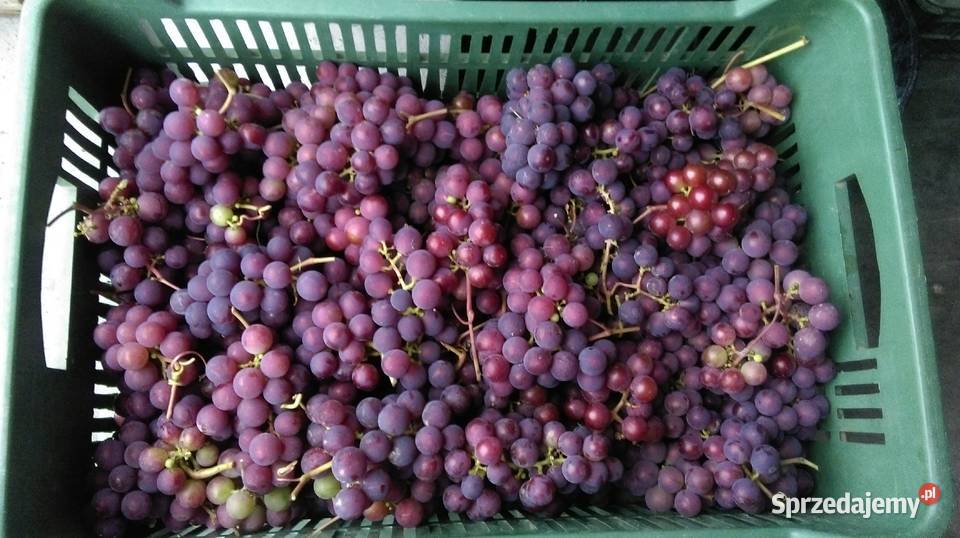Piękne Sadzonki Winorośli Odmiana Swedson Red
