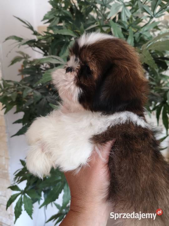 AKTUALNE Szczenięta rasy SHIH TZU hodowla zachodniopomorskie Szczecinek sprzedam