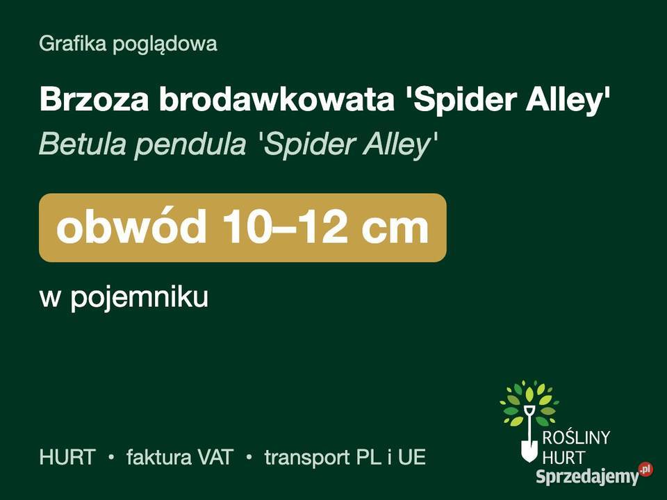 Brzoza brodawkowata Spider Alley obwód 1012 w wielkopolskie sprzedam