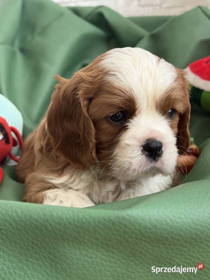 Cavalier King Charles Spaniel piesek Bambi