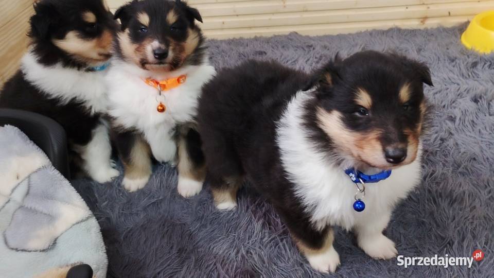 ZKwP FCI Owczarek Szkocki Collie Mińsk Mazowiecki