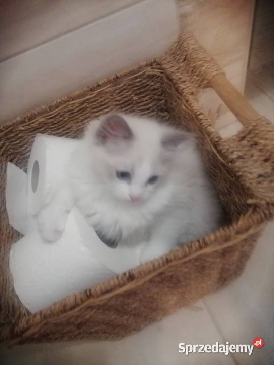 kocurek RAGDOLL blue bicolor rodowód Ragdoll łódzkie Skierniewice
