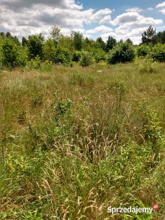 Trawa na siano do skoszenia Bełchatów