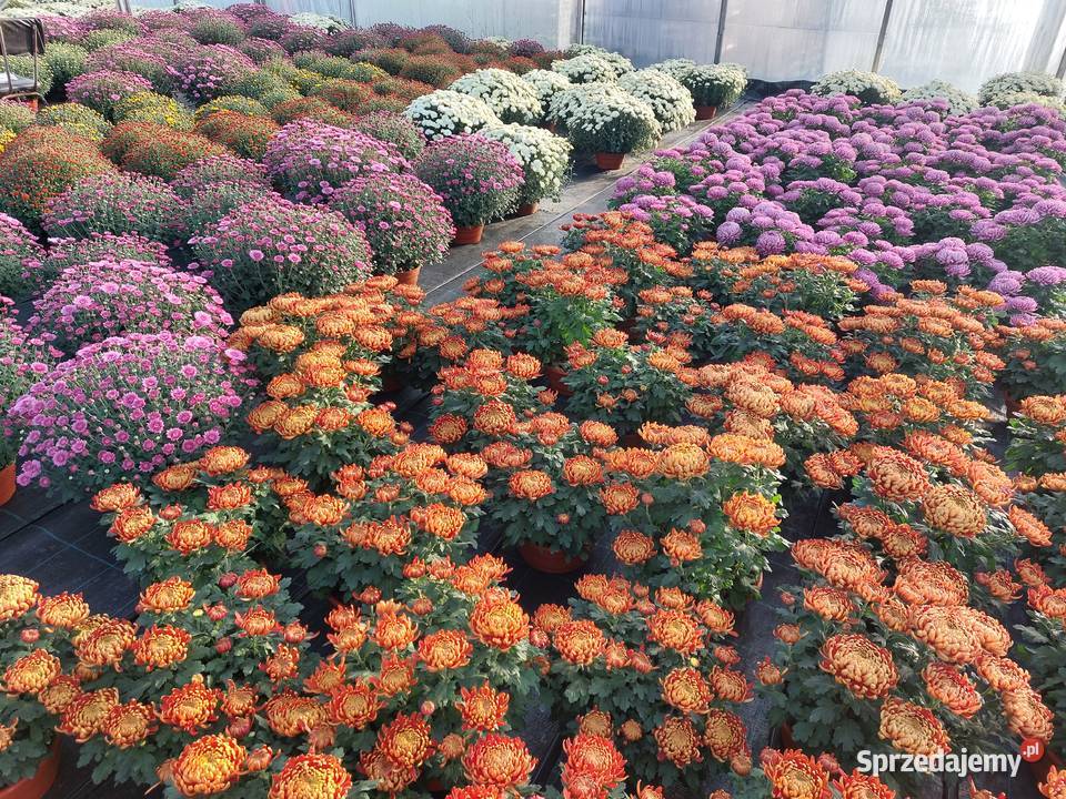 CHRYZANTEMY DROBNE I WIELKOKWIATOWE Sochaczew sprzedam