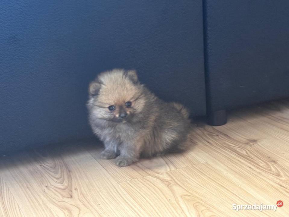 Szpic miniaturowy pomeranian