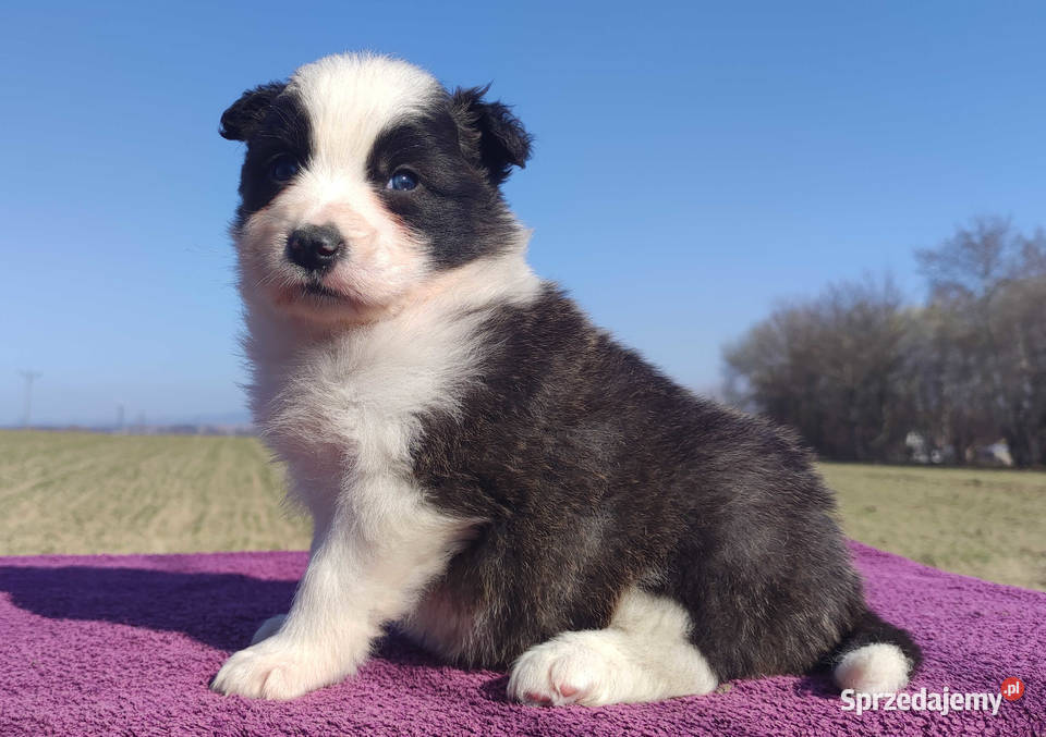 Rasowy Pies Border Collie TOMI z pełną dok z Iwonicz