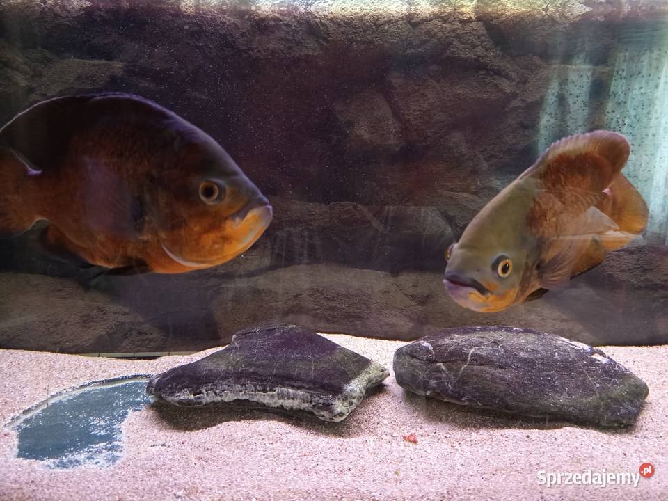 Pielęgnice Pawiooka duże