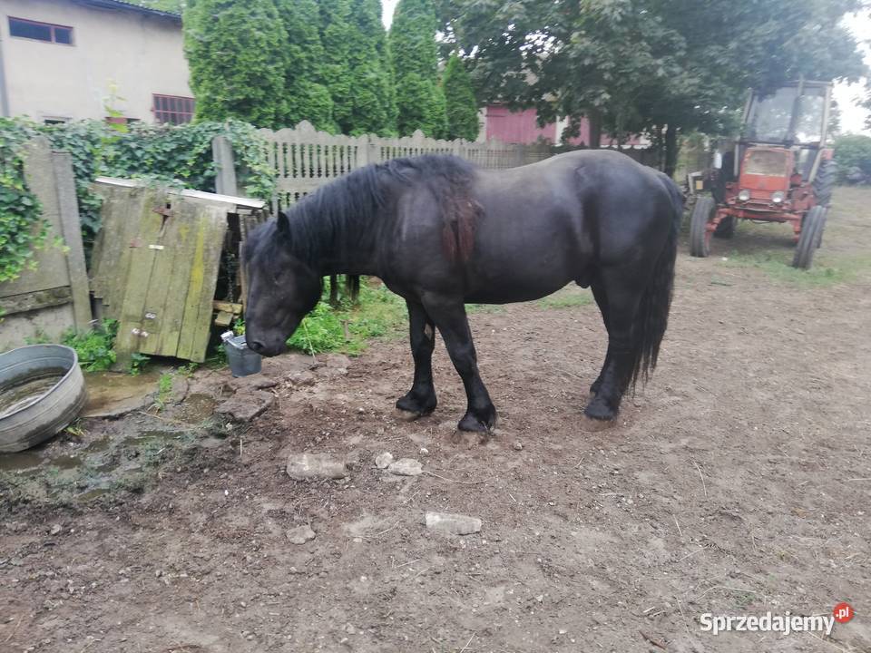 konie zimnokrwiste 3 letnie Koluszki