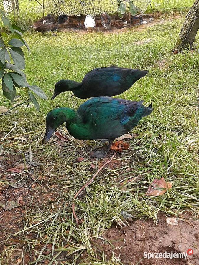 Kaczki szmaragdowe para