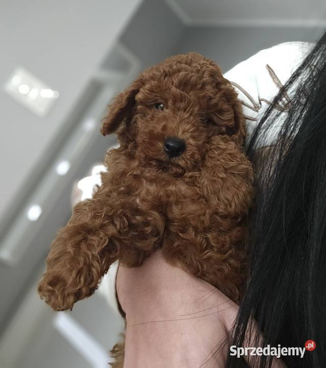 Piesek toy red brown Zbrudzewo