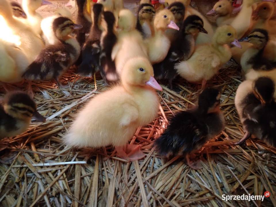 Kaczki pekin dworka mukard ruańskie Jelenia Góra