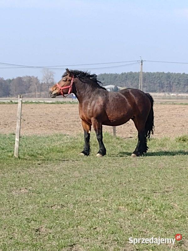 klacz zimnokrwista z ogierkiem 5 miesięcznym kujawsko-pomorskie Skórzno