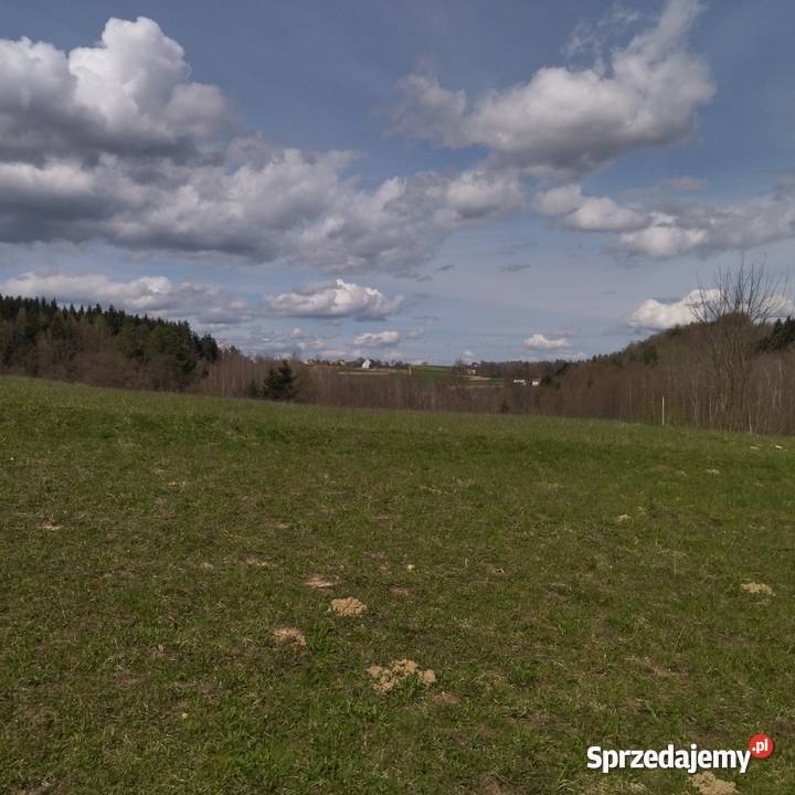 dom drewniany 2980zł/m2