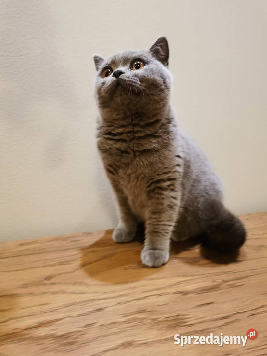 Kotka Brytyjska Niebieska Krótkowłosa Tarnów sprzedam