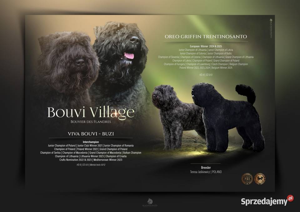 Bouvier des Flandres szczenięta Cuple