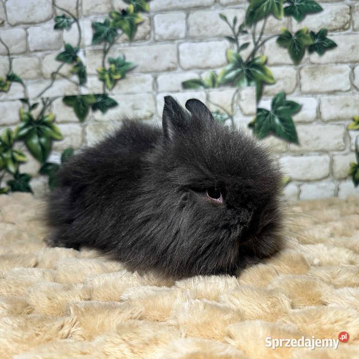 Króliczki miniaturki Karzełki Teddy Gryzonie Wrocław