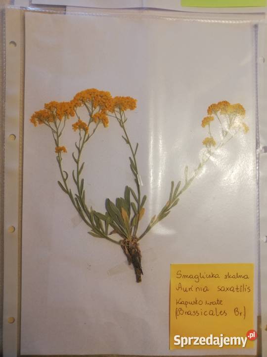 Sprzedam wykonam zielnik Sanok