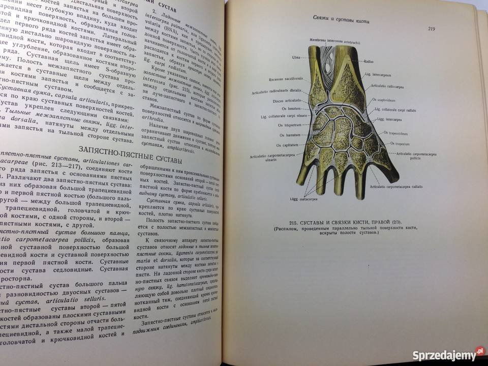 ATLAS ANATOMII CZŁOWIEKA TOM IIII SINIELNIKOW RD Książki naukowe i popularnonaukowe Zielona Góra sprzedam