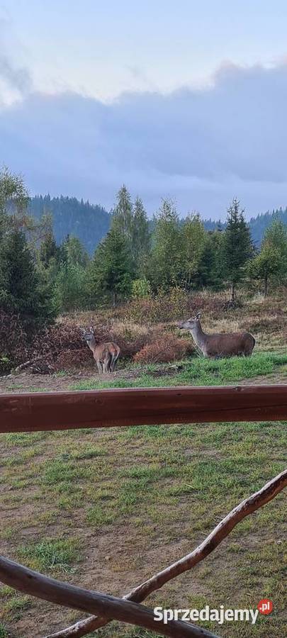 Góralska chata wysoko w górach Waksmund
