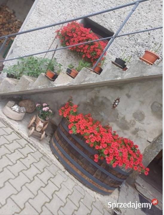 Donice z dębowych beczek winie śląskie