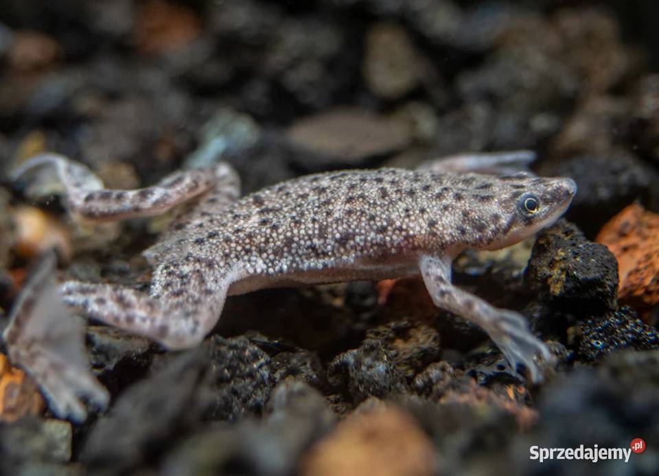 Żaba Karlik szponiasty Hymenochirus boettgeri Gdańsk