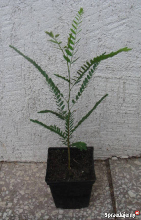 GLEDICZJA TRÓJCIERNIOWA sadzonki w doniczkach