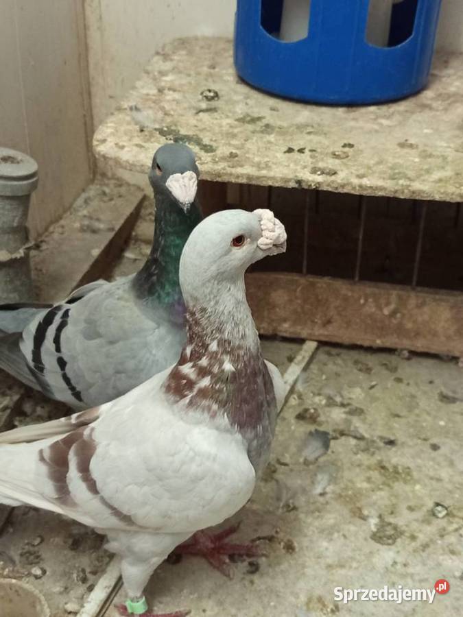 Niemieckie wystawowe garbonosy Środa Wielkopolska