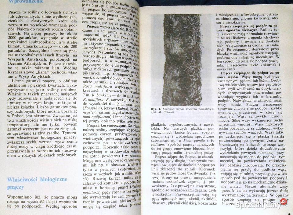 Pnącza ozdobne w ogródku Bluszcz powojnik M lubelskie Chełm sprzedam