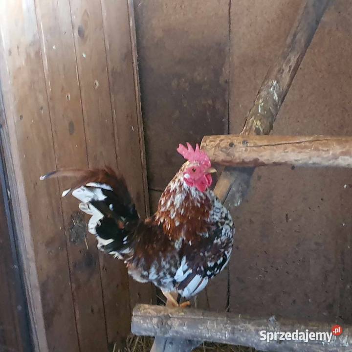 Miniaturowe koguciki ozdobne wielkopolskie Konin