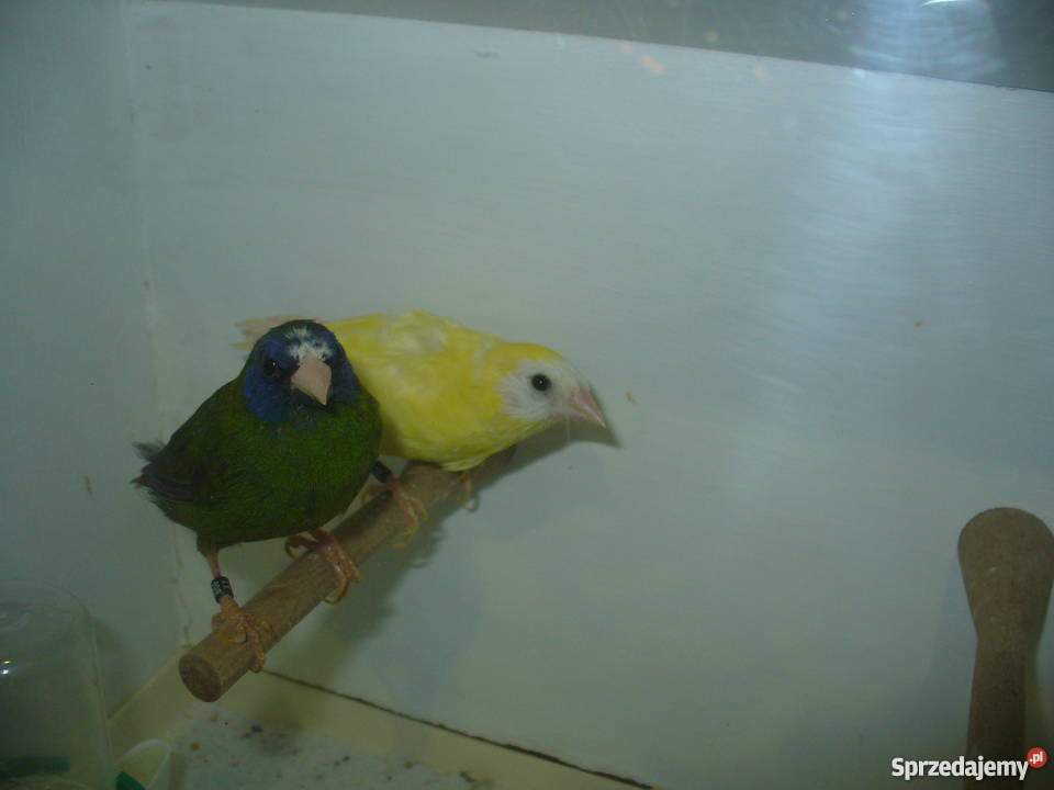 Ptaki egzotyczne giełda Zwolle Kraków