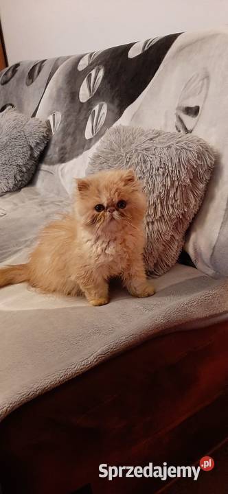 Kocurek Perski kujawsko-pomorskie