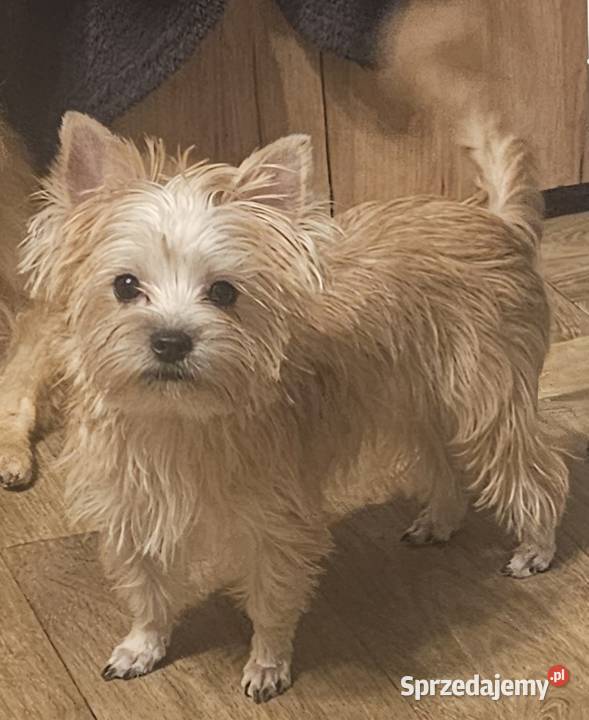 Yoreczka śliczna dziewczynka złota Częstochowa sprzedam