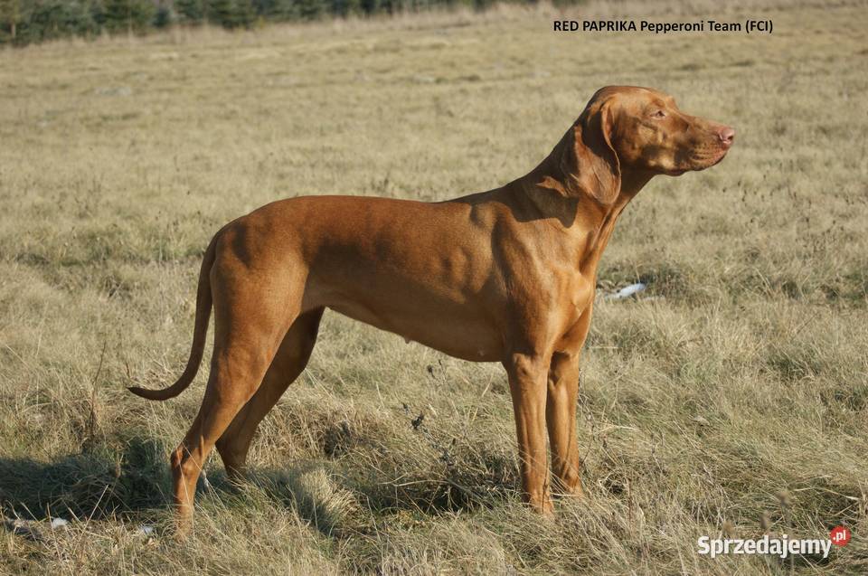 Wyżeł węgierski krótkowłosy hodowla z Bagiennych Hola