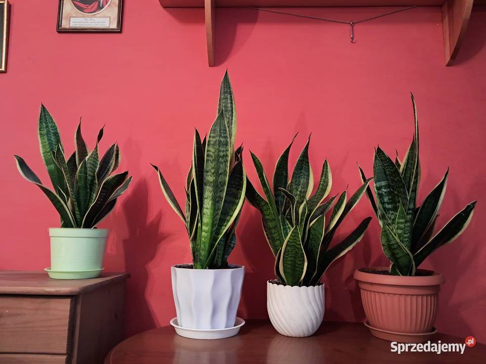 Sansewieria Język teściowej podkarpackie