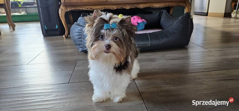 Yorkshire terrierYork Chocoberry